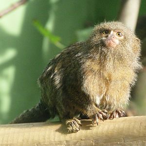 Pygmy marmoset -Zoo de Santillana del Mar (2024)