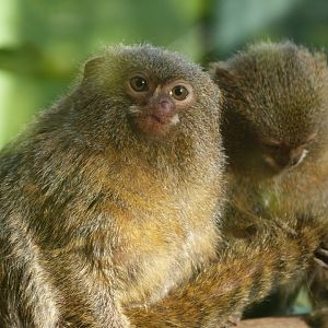 Pygmy marmoset -Zoo de Santillana del Mar (2024)