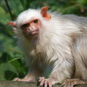Silvery marmoset -Zoo de Santillana del Mar (2024)
