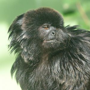 Goeldi's marmoset -Zoo de Santillana del Mar (2024)