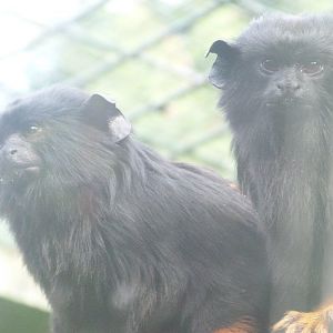 Red-handed tamarin -Zoo de Santillana del Mar (2024)