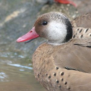 Brazilian teal -Zoo de Santillana del Mar (2024)