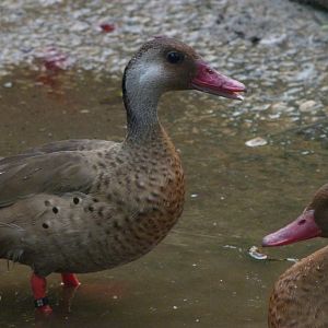 Brazilian teal -Zoo de Santillana del Mar (2024)