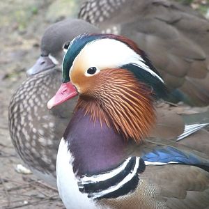 Mandarin duck -Zoo de Santillana del Mar (2024)