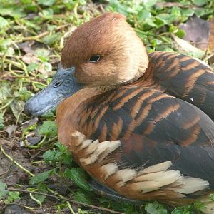 Fulvous whistling duck -Zoo de Santillana del Mar (2024)