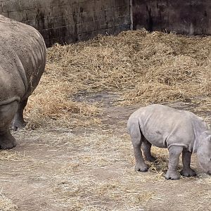 White rhino and calf