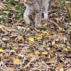 European lynx
