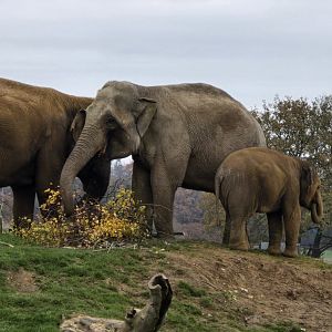 Asian elephants