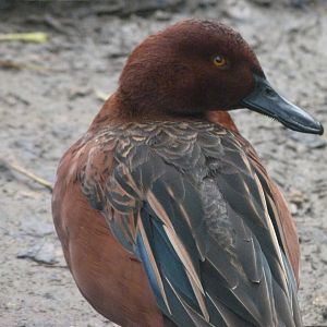 Cinnamon teal -Zoo de Santillana del Mar (2024)