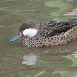 White-cheeked pintail -Zoo de Santillana del Mar (2024)