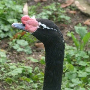Black-necked swan -Zoo de Santillana del Mar (2024)