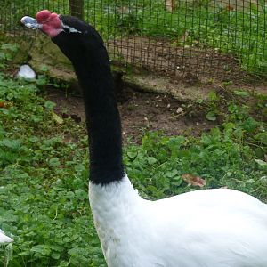 Black-necked swan -Zoo de Santillana del Mar (2024)