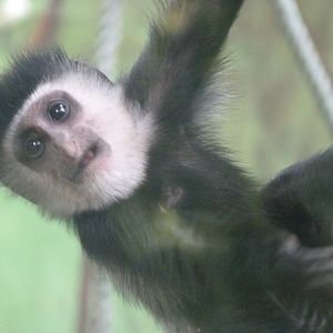 Kikuyu guereza -Zoo de Santillana del Mar (2024)