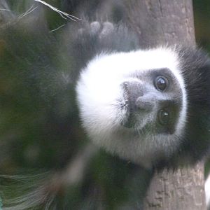 Kikuyu guereza -Zoo de Santillana del Mar (2024)