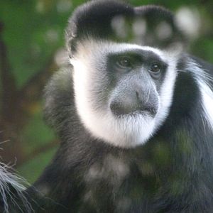 Kikuyu guereza -Zoo de Santillana del Mar (2024)