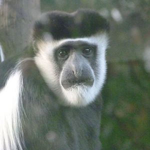 Kikuyu guereza -Zoo de Santillana del Mar (2024)