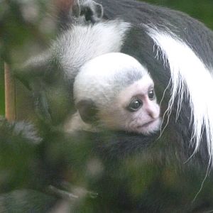 Kikuyu guereza -Zoo de Santillana del Mar (2024)