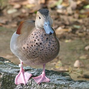 Ringed teal -Zoo de Santillana del Mar (2024)