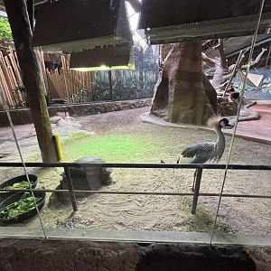 Aldabra Tortoise and West African Crowned Crane