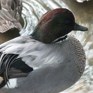 Falcated duck -Zoo de Santillana del Mar (2024)