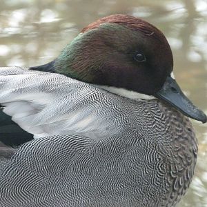 Falcated duck -Zoo de Santillana del Mar (2024)