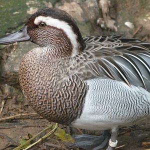 Garganey -Zoo de Santillana del Mar (2024)