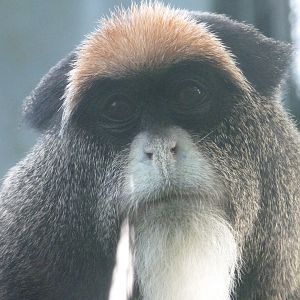 DeBrazza’s monkey -Zoo de Santillana del Mar (2024)