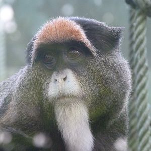 DeBrazza’s monkey -Zoo de Santillana del Mar (2024)