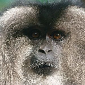 Lion-tailed macaque -Zoo de Santillana del Mar (2024)