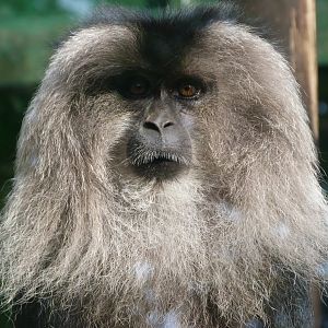 Lion-tailed macaque -Zoo de Santillana del Mar (2024)