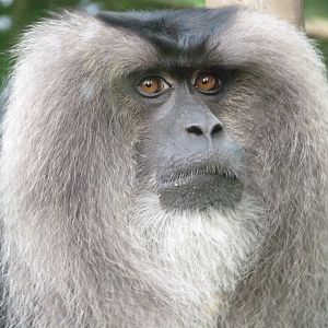 Lion-tailed macaque -Zoo de Santillana del Mar (2024)