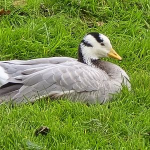 Bar headed goose