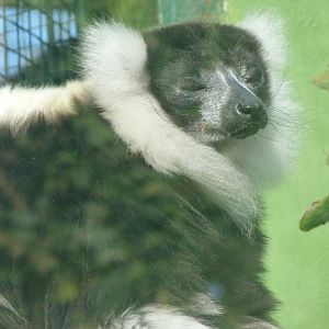 Black-and-white ruffed lemur -Zoo de Santillana del Mar (2024)