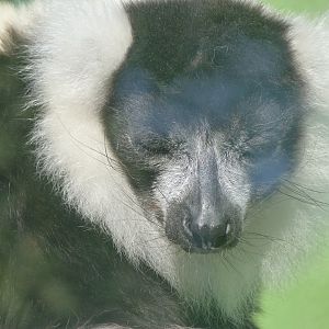 Black-and-white ruffed lemur -Zoo de Santillana del Mar (2024)