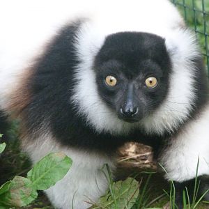 Black-and-white ruffed lemur -Zoo de Santillana del Mar (2024)