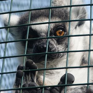 Ring-tailed lemur -Zoo de Santillana del Mar (2024)