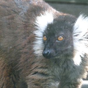Black lemur -Zoo de Santillana del Mar (2024)