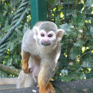 Common squirrel monkey -Zoo de Santillana del Mar (2024)