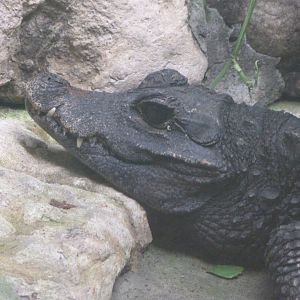 Dwarf crocodile -Zoo de Santillana del Mar (2024)