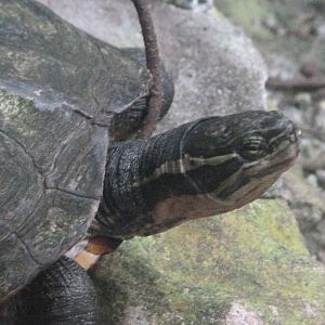 Annam leaf turtle -Zoo de Santillana del Mar (2024)
