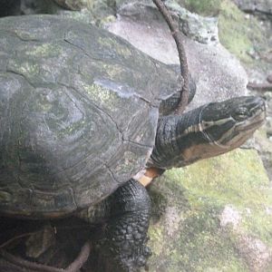 Annam leaf turtle -Zoo de Santillana del Mar (2024)