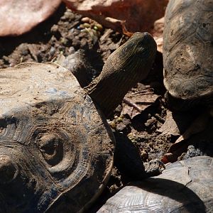 Chinese stripe-necked turtle -Zoo de Santillana del Mar (2024)