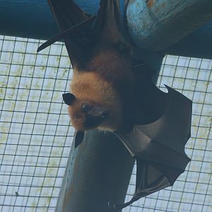 Lyle's flying fox -Zoo de Santillana del Mar (2024)