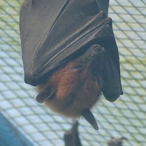 Lyle's flying fox -Zoo de Santillana del Mar (2024)