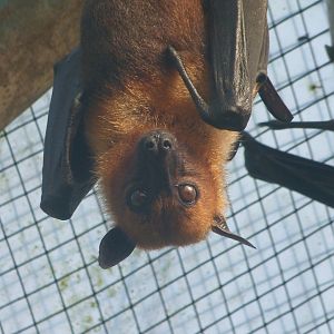 Lyle's flying fox -Zoo de Santillana del Mar (2024)
