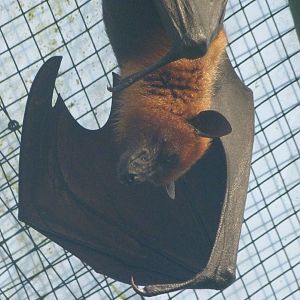 Lyle's flying fox -Zoo de Santillana del Mar (2024)