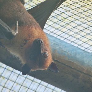 Lyle's flying fox -Zoo de Santillana del Mar (2024)