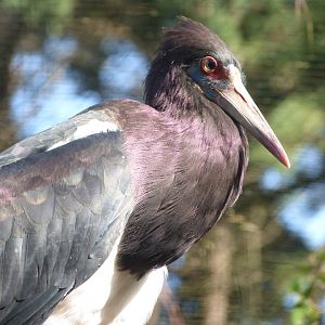 Abdim's stork -Zoo de Santillana del Mar (2024)
