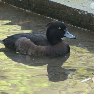 Tufted duck -Zoo de Santillana del Mar (2024)