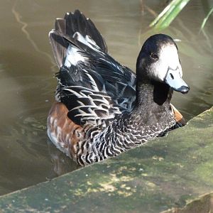 Chiloe wigeon -Zoo de Santillana del Mar (2024)